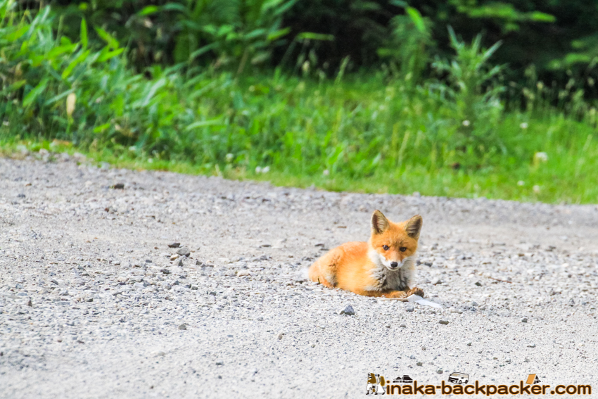 shiretoko hokkaido fox wild life animal