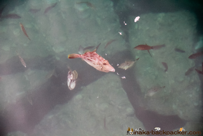 綺麗な海 魚が見える 愛媛 大島