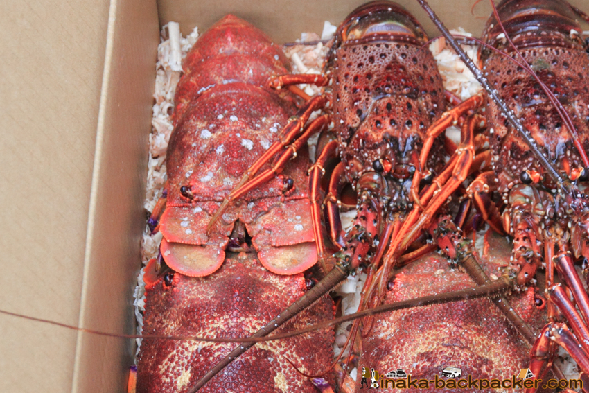 lobster Okinoshima island in Kochi Japan 高知県 沖の島 島暮らし タビエビ ゾウリエビ