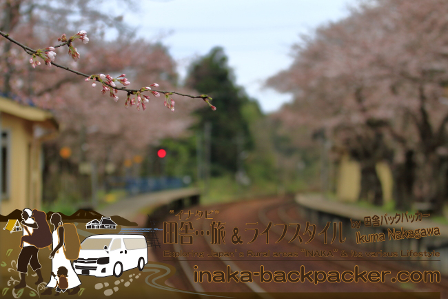 能登・穴水町“能登さくら駅”（能登鹿島駅）に咲く80～90本の桜が満開になる日は近い。この写真は昨日（2015年4月7日）撮影したもの。まだ蕾（つぼみ）が多かった。