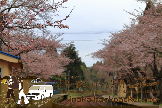 能登・穴水町“能登さくら駅”（能登鹿島駅）に咲く80～90本の桜が満開になる日は近い。この写真は昨日（2015年4月7日）撮影したもの
