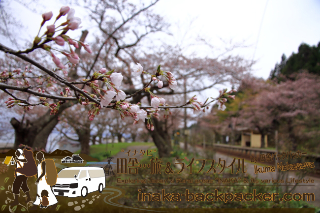 能登・穴水町“能登さくら駅”（能登鹿島駅）に咲く80～90本の桜が満開になる日は近い。この写真は昨日（2015年4月7日）撮影したもの