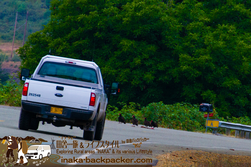 Deer and condor on a road ひかれた鹿がコンドルに食べられる