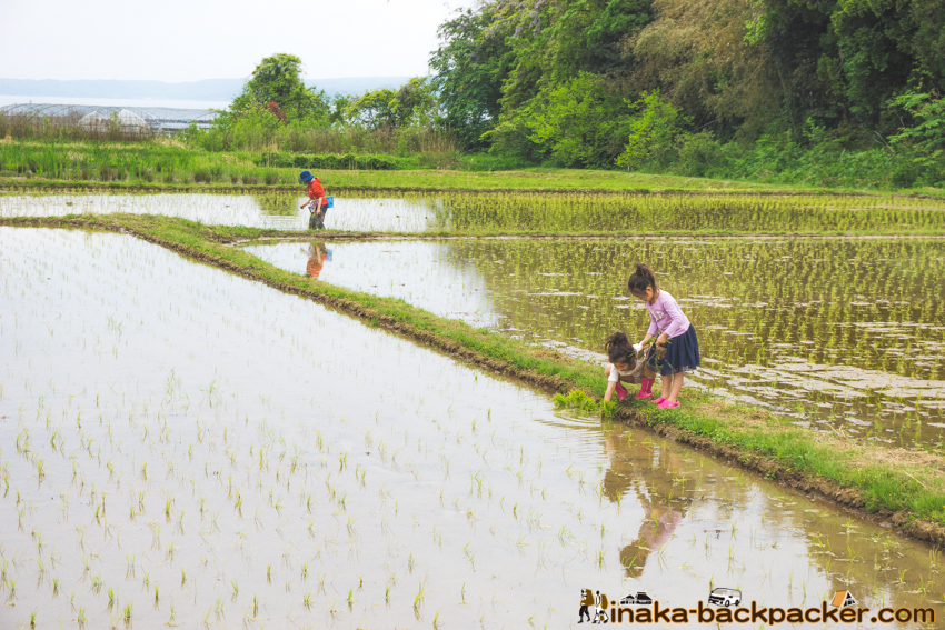 田舎時間 田植え inaka jikan rice activity