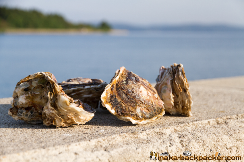 牡蠣 能登 のと かき oyster from Noto Kanazawa Japan