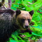 brown bears on shiretoko peninsula in Hokkaido Japan