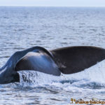 wild life sperm whale shiretoko hokkaido japan