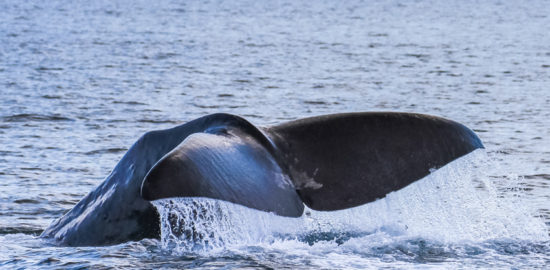 wild life sperm whale shiretoko hokkaido japan