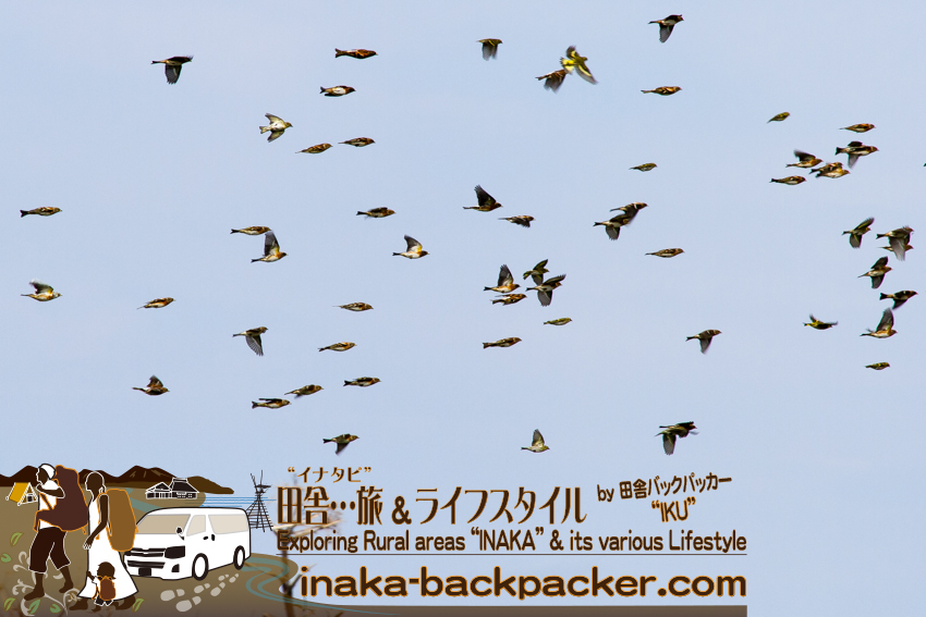 舳倉島 渡り鳥