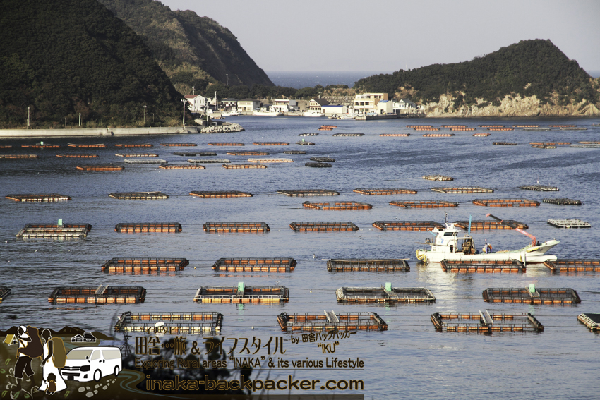 愛媛県 日振島 養殖事業 筏 大規模  Ehime Hiburishima island aquaculture japan