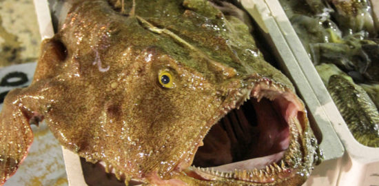 鮟鱇,アンコウ,小呂島,福岡 離島,おろのしま