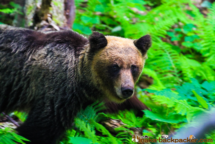 brown bears on shiretoko peninsula in Hokkaido Japan ヒグマ 羆 知床半島 北海道 日本