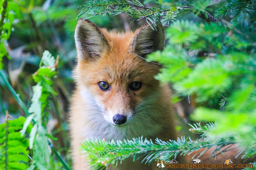 Hokkaido fox wild life animal 北海道 キタキツネ 北狐