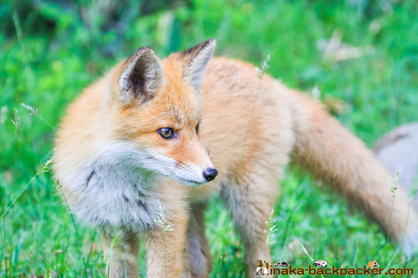 Hokkaido fox wild life animal 北海道 キタキツネ 北狐