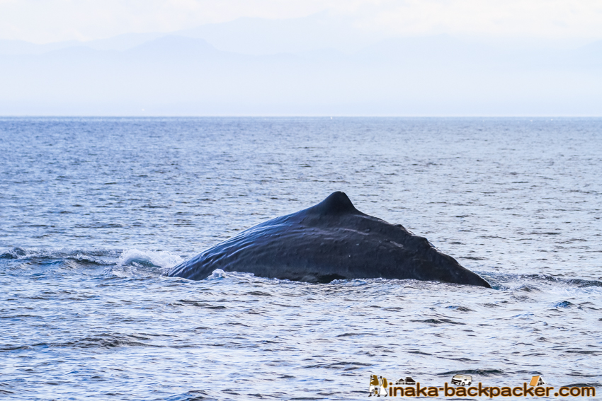 wild life sperm whale shiretoko hokkaido japan マッコウクジラ 知床半島 北海道 日本