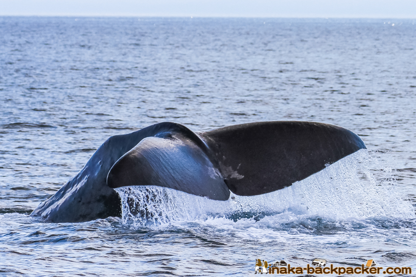 wild life sperm whale shiretoko hokkaido japan マッコウクジラ 知床半島 北海道 日本