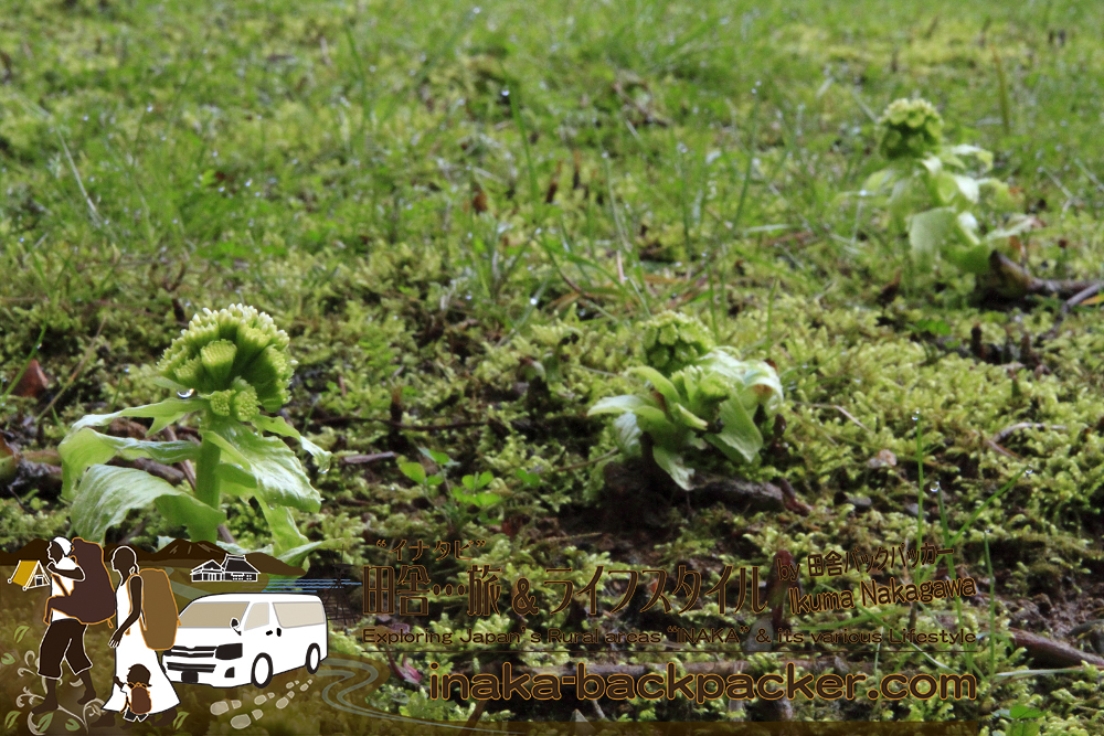 能登・穴水町岩車（石川県） - 今まで気づかなかったけど、まさかこんな身近に...家の庭に蕗の薹（フキノトウ）が咲くとは。来年は料理するだろうなぁ。ここから蕗が咲いて保存食もできるそうだよ