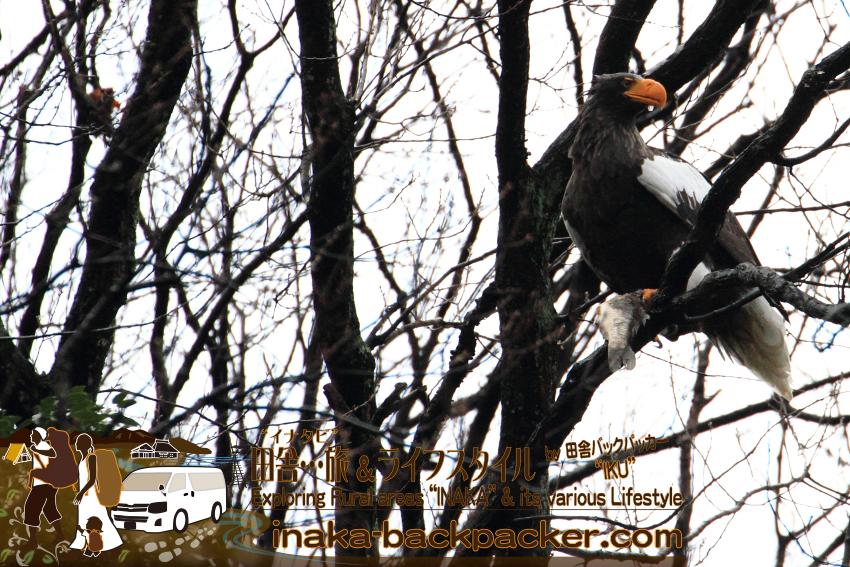 滋賀県湖北町 - 琵琶湖の大鷲（オオワシ）。北海道で命がけで撮影した羆（ひぐま）の次にカッコイイ動物だ。