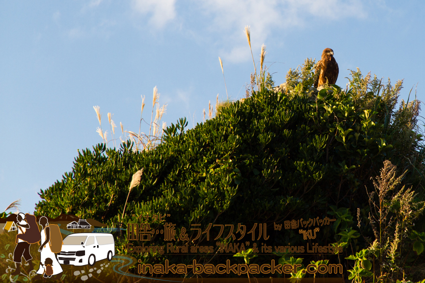 石川県輪島市曽々木 - 自然が多い環境で生きるトンビ。