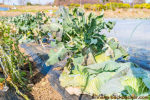 神奈川県 里山 畑シェア, 冒険 公園,あおいゆめの里