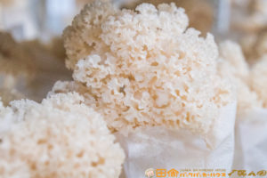 ホホホタケ,はなびらたけ,大井川電機製作所,テレビ静岡,くさデカ,静岡グルメ,キャンピングカー旅,車中泊,アルタモーダ,出張